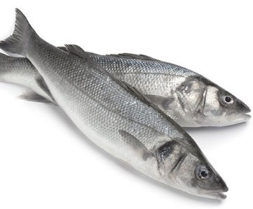 新鮮海青斑 Fresh Sea Bass (1-1.5lb)