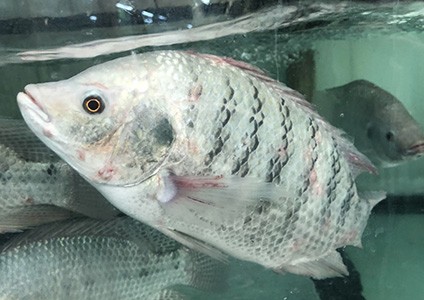 游水白立鱼 Fresh White Tilapia per lb