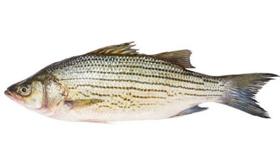 游水鱸魚 Fresh Striped Bass (1-1.5lb)