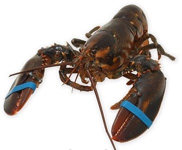 生猛龍蝦 Live Lobster per lb (1-1.5lb)福耀 Winco
